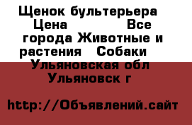 Щенок бультерьера › Цена ­ 35 000 - Все города Животные и растения » Собаки   . Ульяновская обл.,Ульяновск г.